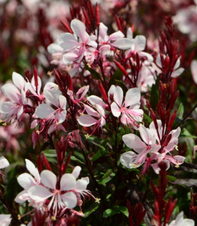 Gaura lindheimeri 'Gaudi Pink'